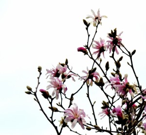 Magnolia nextdoor           