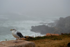 Acadia gull 