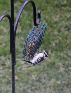 Downy woodpecker on feeder          