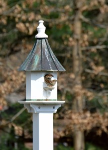 House sparrow tenants          