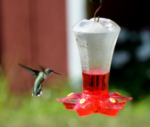 Hummingbird 4  