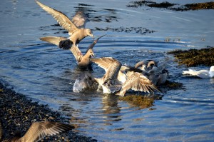 Lubec gulls