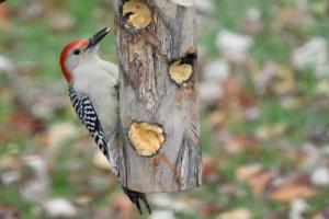 Red-bellied woodpecker 4x6