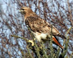 Red-tail 8x10