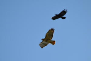 Red-tail and crow 2