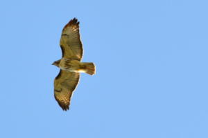 Red-tailed hawk close and good