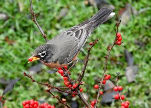 Robin with winterberry