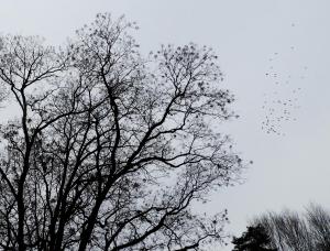 Tree and birds