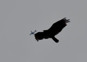 Vulture and plane